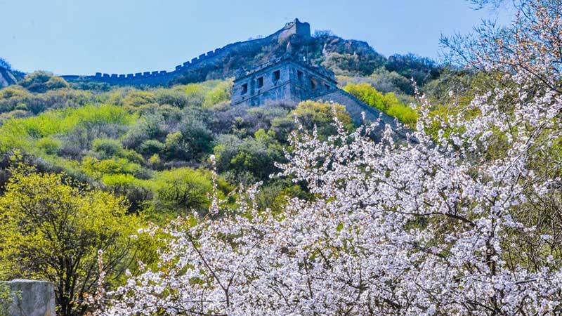 Great Wall With Lush Green Mountains