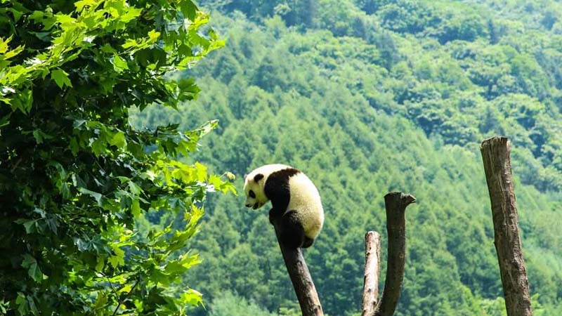 Panda Reserve & Sanctuaries