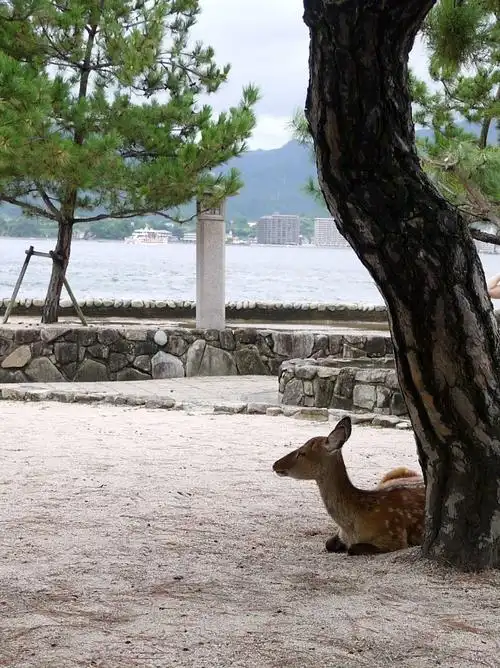 Miyajima Deer
