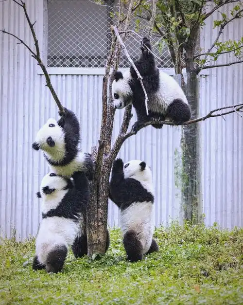 Wolong Nature Reserve