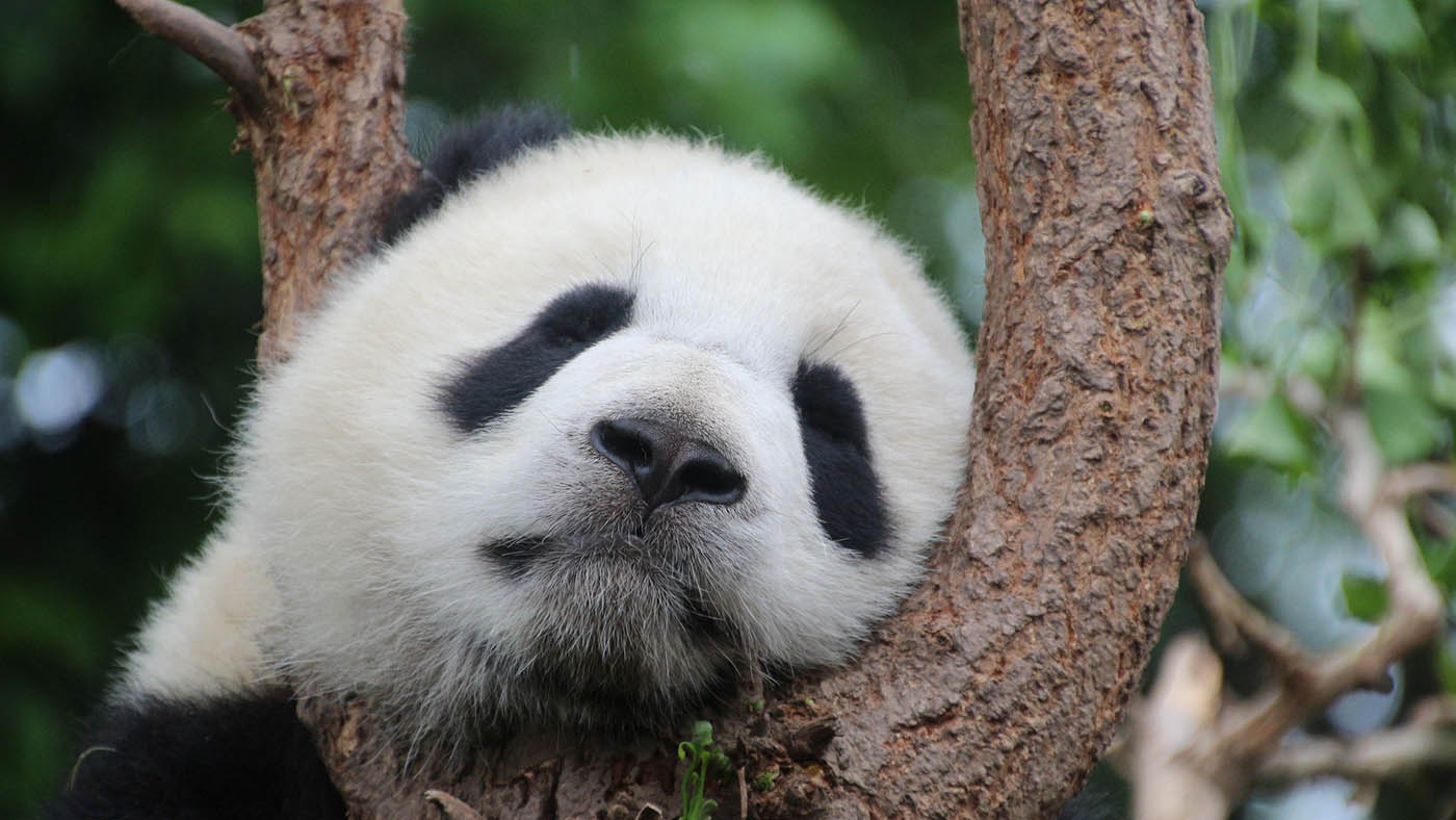 Chengdu Panda Base with Kids: Tips for a Memorable Family Visit